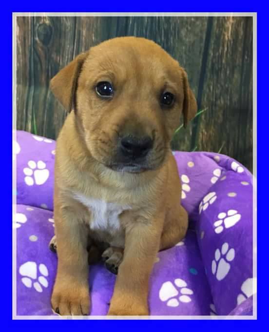adopt-puppy3 – Valley of the Sun Dog Rescue